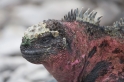 039 MarineIguana04